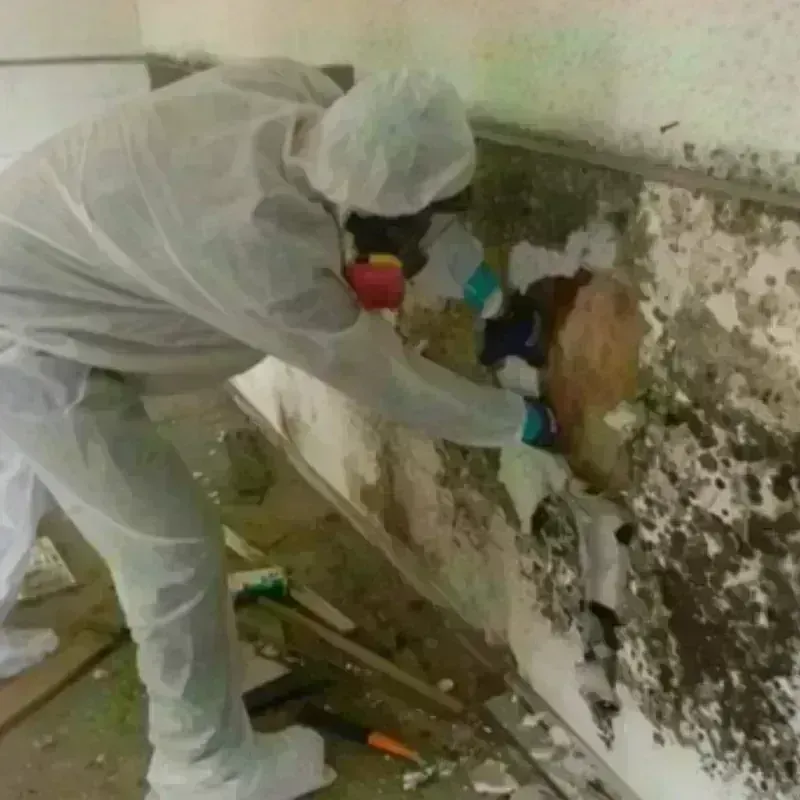 Mold Remediation and Removal in Richland, NY